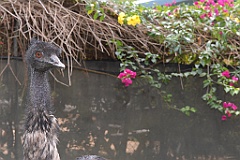 0796 Wildlife Habitat Port Douglas